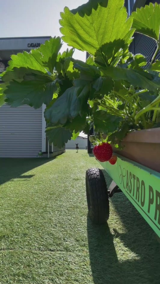 Dog Eats a Strawberry From the Tree