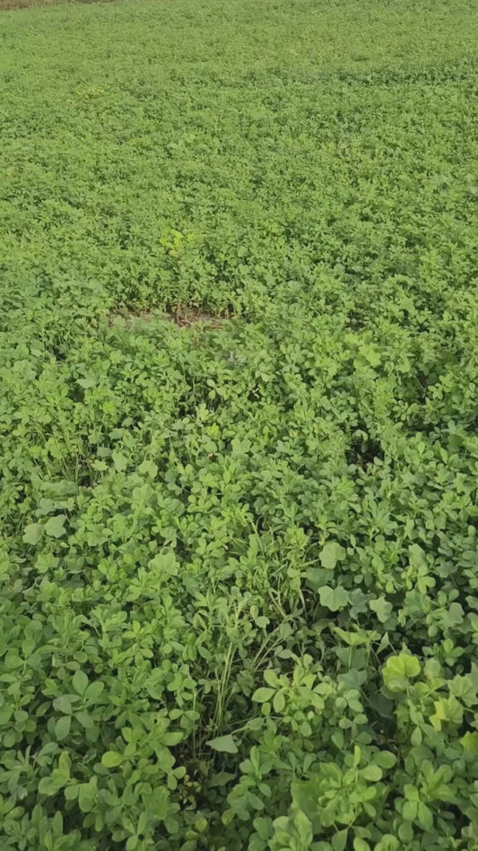 Tiny Kitten Bounces Through Field