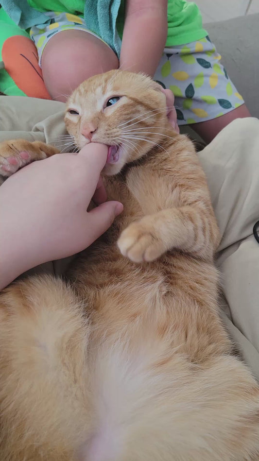 Cat With Unique Eyes Sucks Owner's Finger