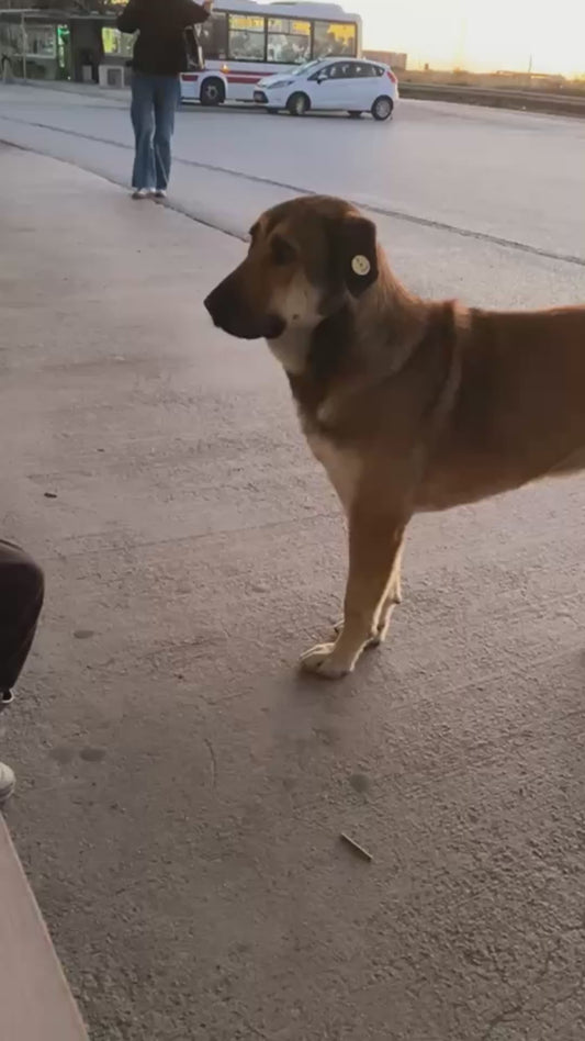 Little Boy Sweetly Shares his Snacks with a Stray Dog