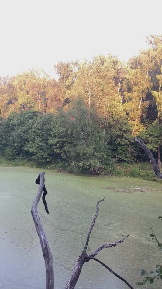 Man’s Daring Tree Jump Goes Horribly Wrong