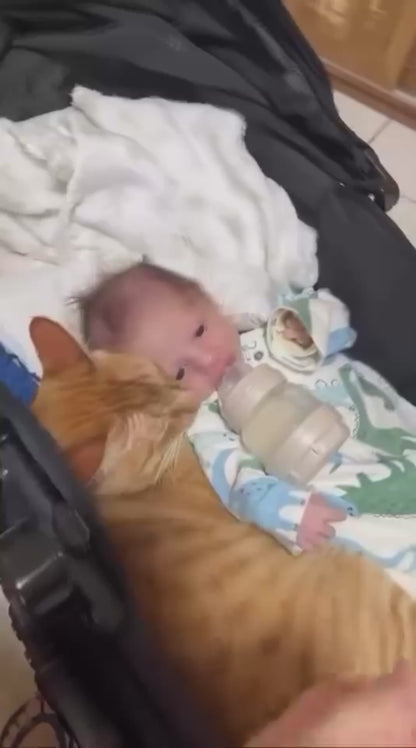 Cat Snuggles Up Beside Baby During Feeding Time