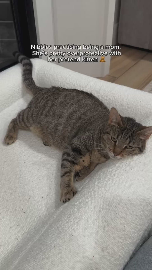 Pregnant Cat Protects Her Toy as if it’s Her Future Kitten
