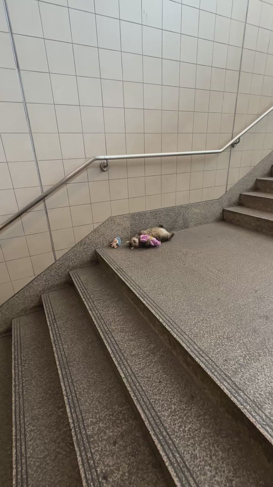 Adorable Stray Cat Cuddles Toys in Public