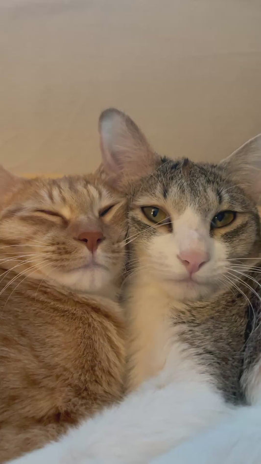 Two Cats Cuddle Each Other Like Humans
