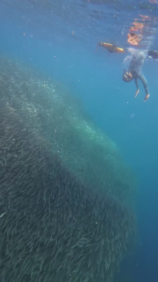 Snorkeller Swims Directly Into Large School of Fish