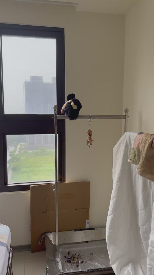 Toucan’s Adorable Reaction After Being Woken Up From His Nap