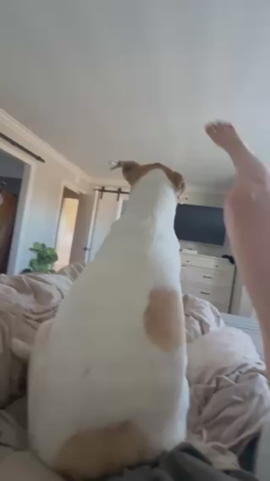 Dog Flops Backward onto the Bed Next to His Owner