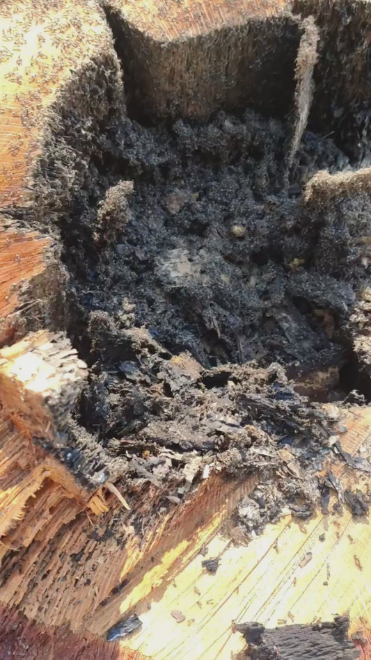 Man Sticks His Hand Inside Huge Ants' Nest