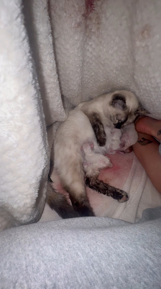 Cat Gives Birth Under Owner's Bedsheets