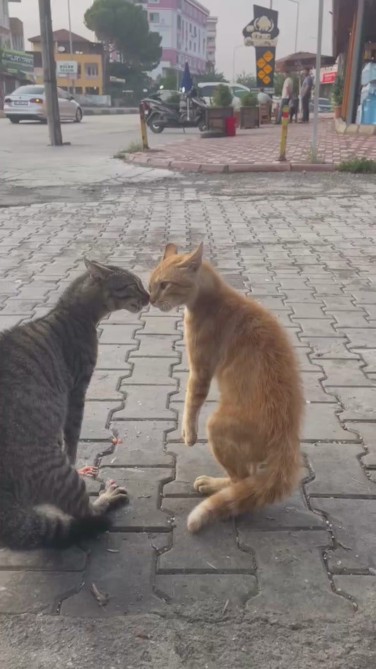 Street Cats’ Intense Face-Off Gets Hilariously Interrupted