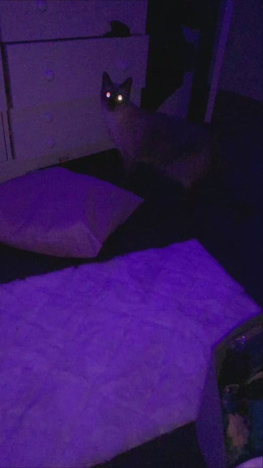 Cat’s Meow Sounds Like a Boat Horn in Accidental Timelapse