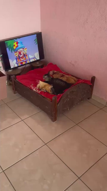 Adorable Group of Animals Watch TV Together