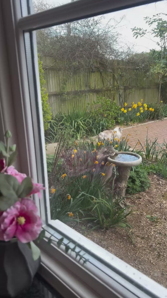 Cat Drinks Water From Bird Bath
