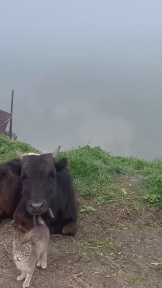 Cat and Cow Share the Sweetest Unexpected Friendship