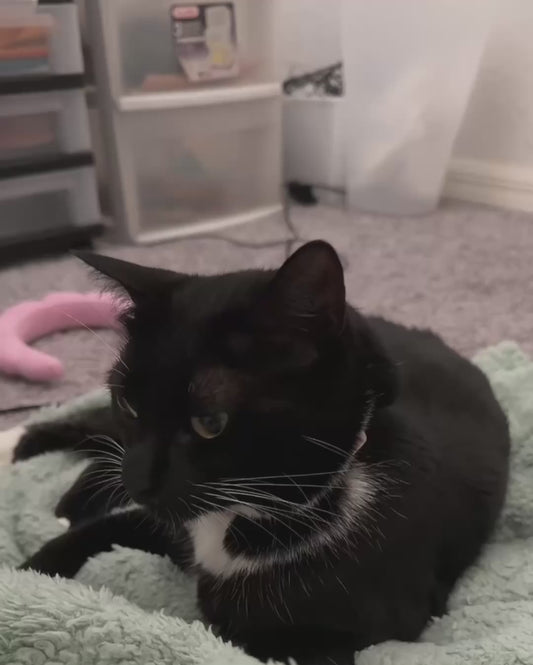 Cat’s Shocked Reaction After Owner Laughs Like a Maniac