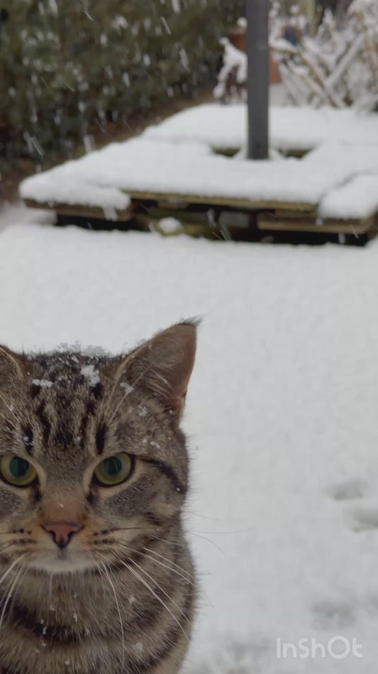 Cat Experiences Snow for the First Time