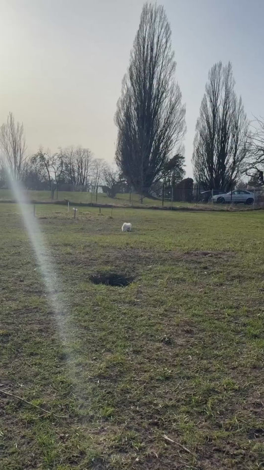 Maltese Puppy Trips While Running Towards Owner