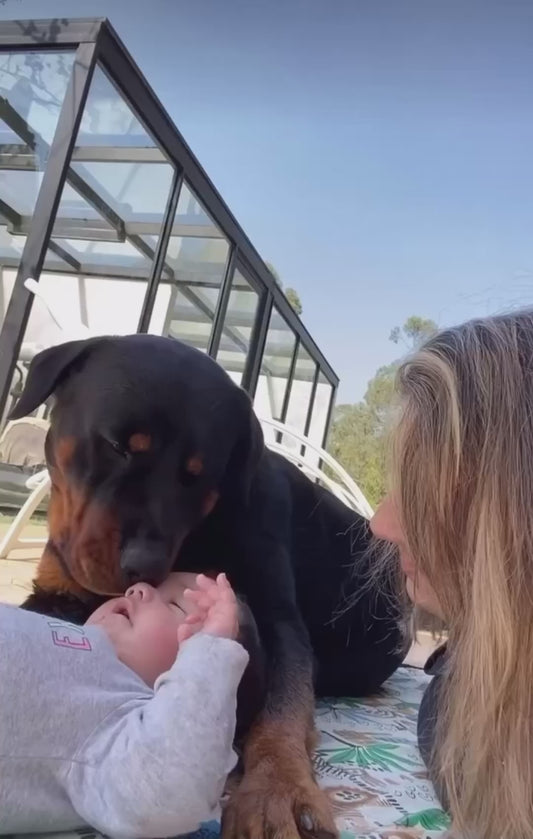 Gentle Rottweiler Snuggles Up with His Owner and Her Newborn