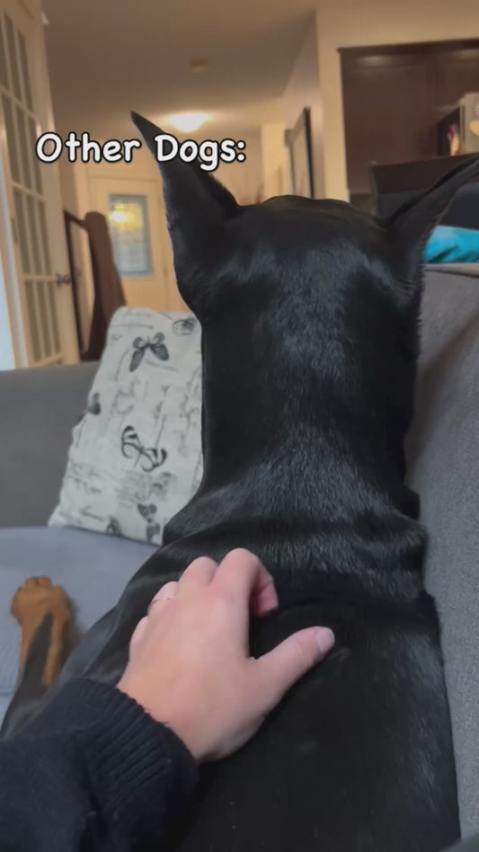 Doberman Sits Like a Human After Learning About “Normal” Dogs