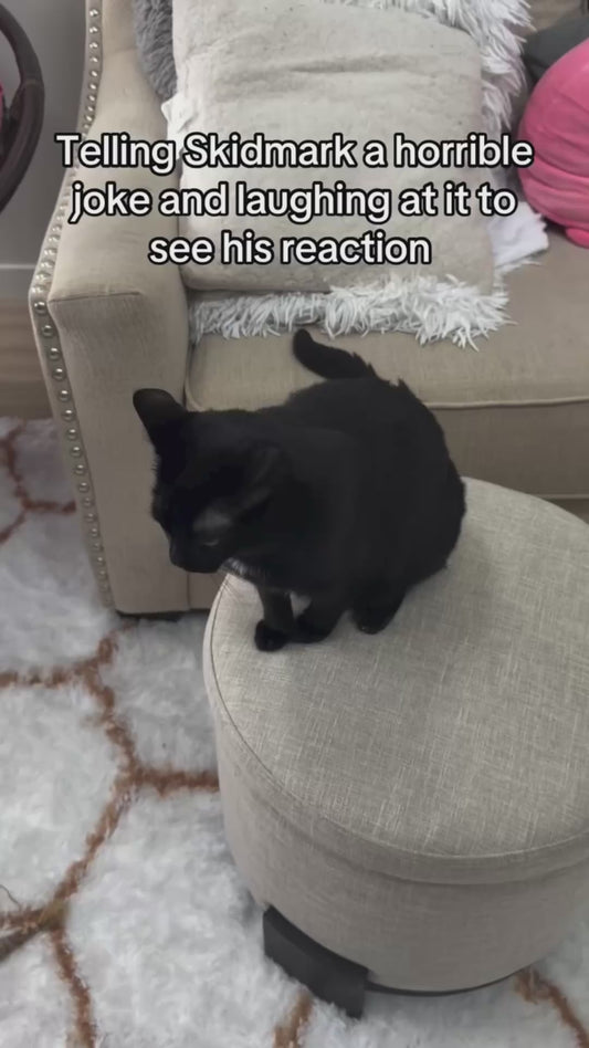 Cat With a Silly Name Reacts to a Terrible Joke