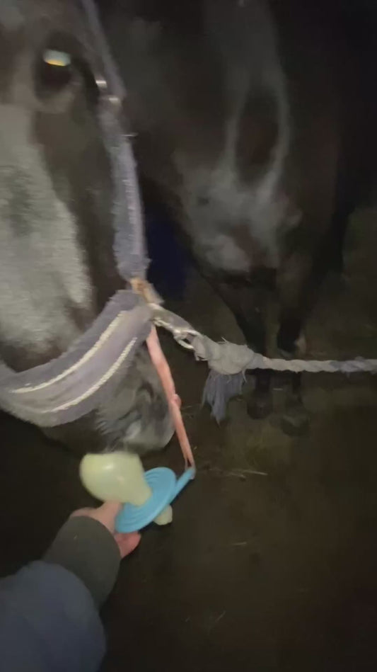 Horse Uses Pacifier Like a Baby