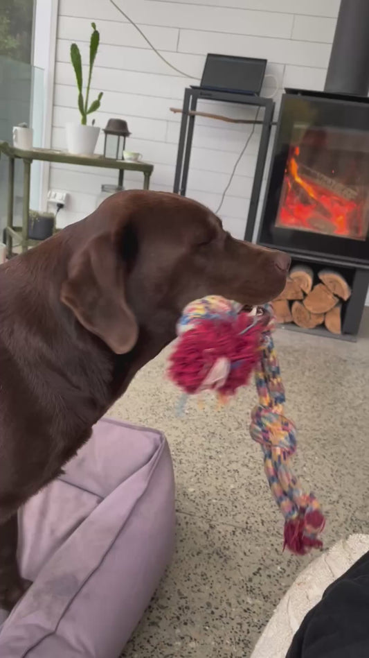 Three Labradors Wag Their Tails in Unison