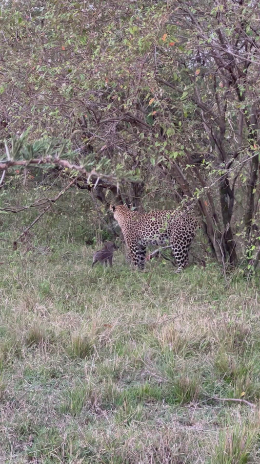 Leopard Mother and Cub Surround Warthog Piglet
