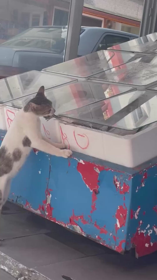 Cat Gets Caught Red Handed Trying to Steal a Large Fish