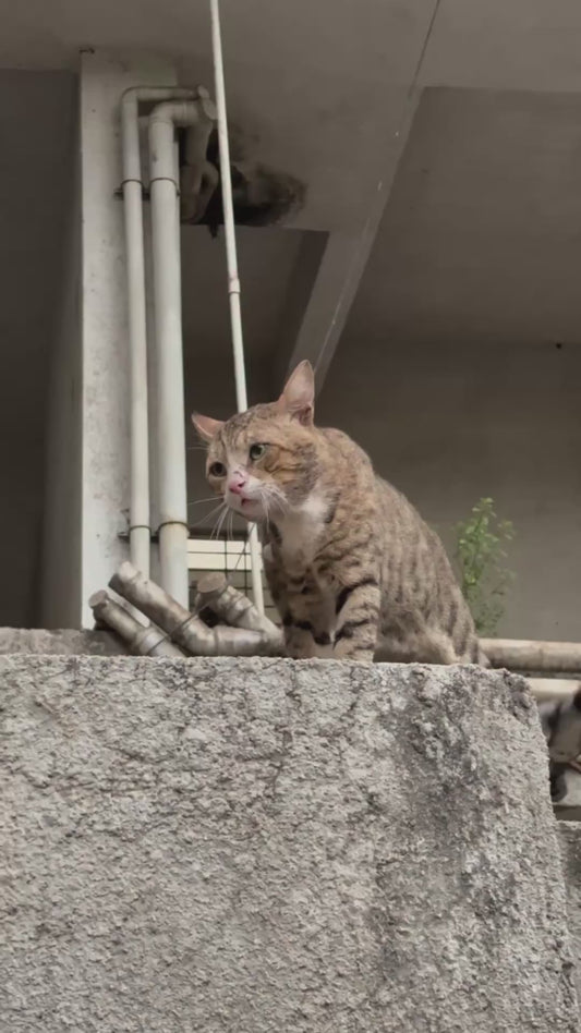 Two Stray Cats Square Up