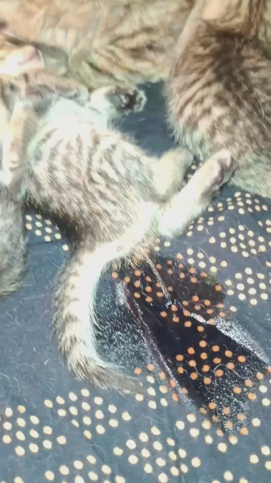 Sleepy Kitten Has an Accidental “Bathroom Break” Mid-Nap