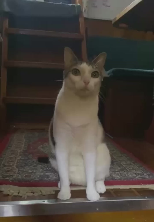 Sea Faring Cat with a Very Chiseled Jawline