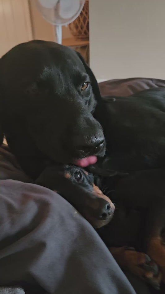 Dachshund Receives Kisses From Her Brother