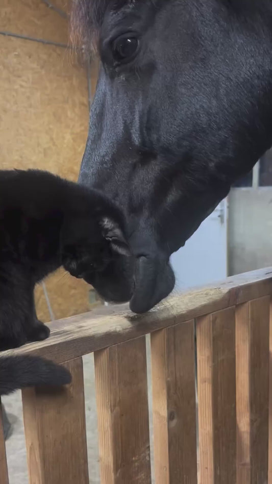 Cat Shares Tender Moment With Horse Friend