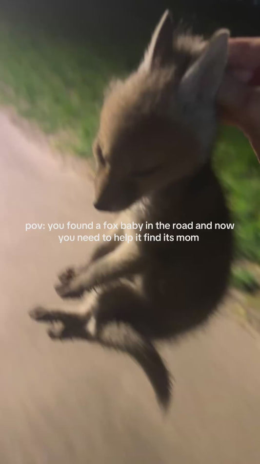 Girl Tries to Help Lost Fox Cub, But Ends Up Becoming Its New Mom