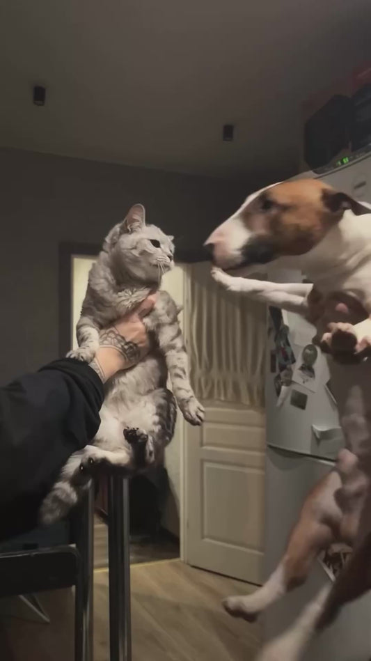 Happy Dog Licks Grumpy Cat