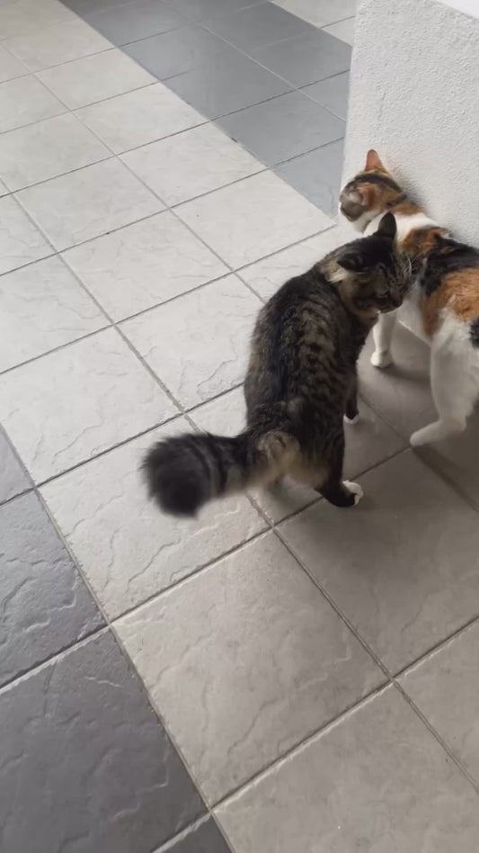 Cat Does a Flip, Then Slaps His Sibling