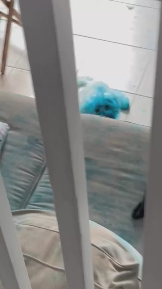 Woman Comes Home to Find That Her Dogs Have Turned Blue
