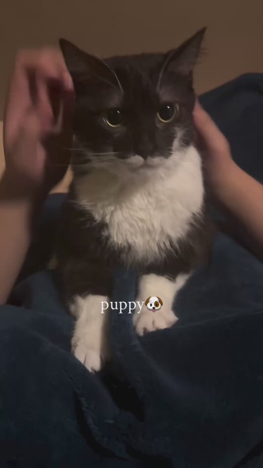 Cat Transforms Into Different Animals with Just Ear Positions