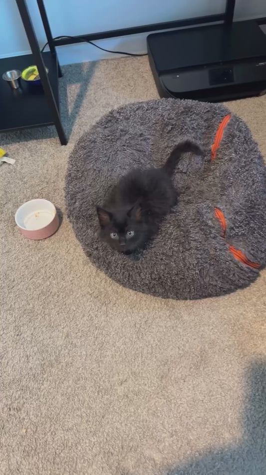 Sassy Kitten Gives Attitude to his Owner