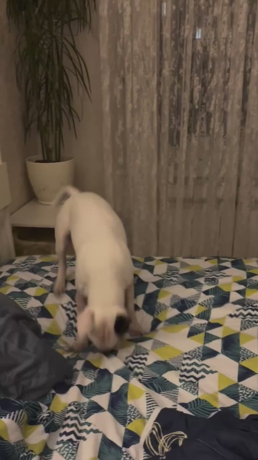 Dog Jumps All Over the Bed in Sudden Burst of Energy