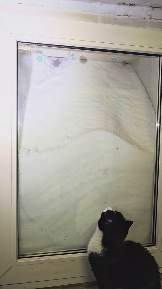Cat Watches as Fox Attempts to Dig Through Deep Snow