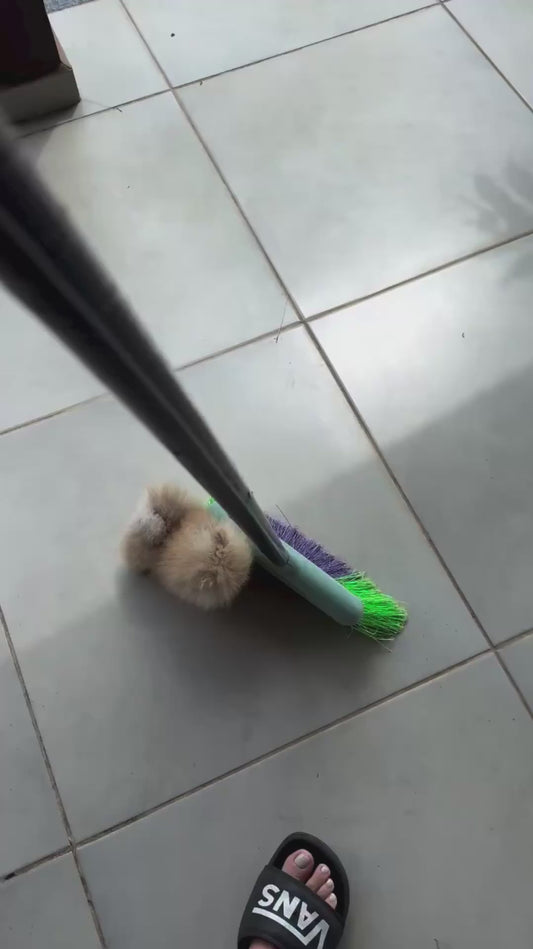 Pomeranian Puppy Chases After Broom Stick