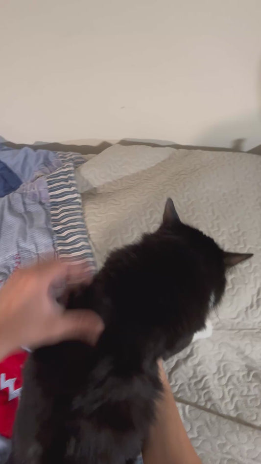 Tuxedo Cat Loves to Dance With His Owner