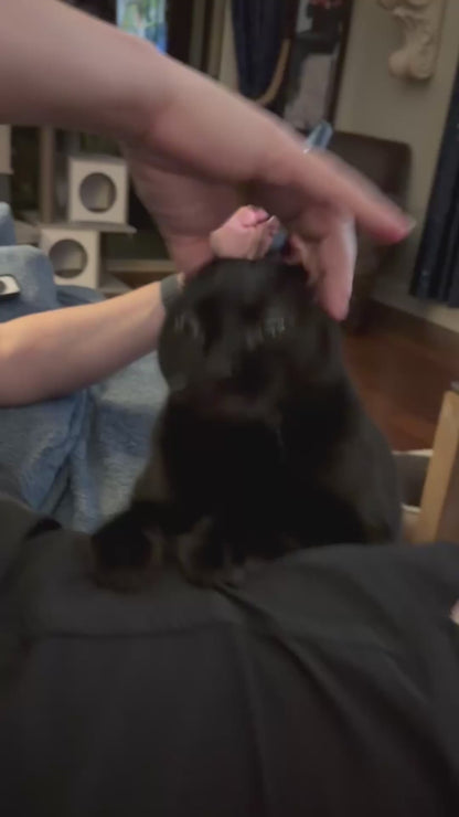 Cat Absolutely Loves Having Her Ears Rubbed