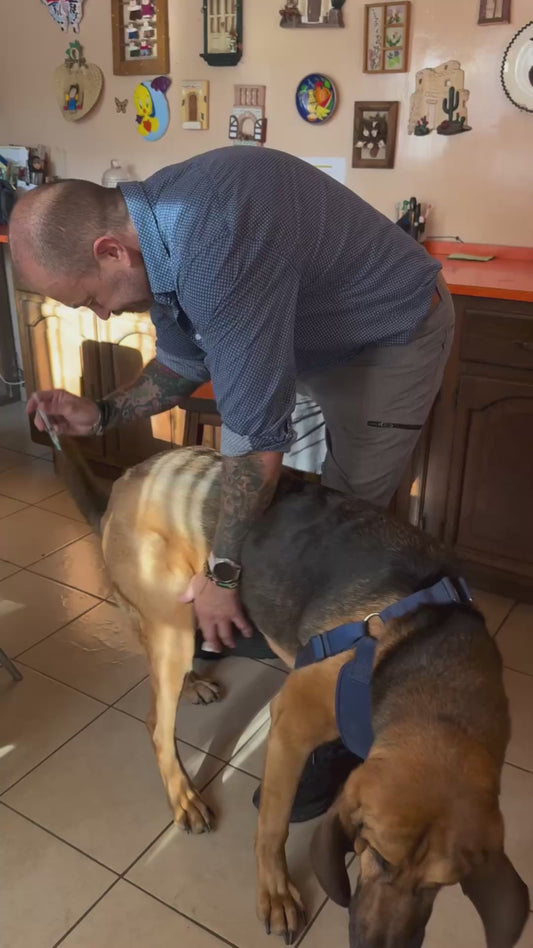 Dog's Dramatic Reaction to Getting a Vitamin K shot