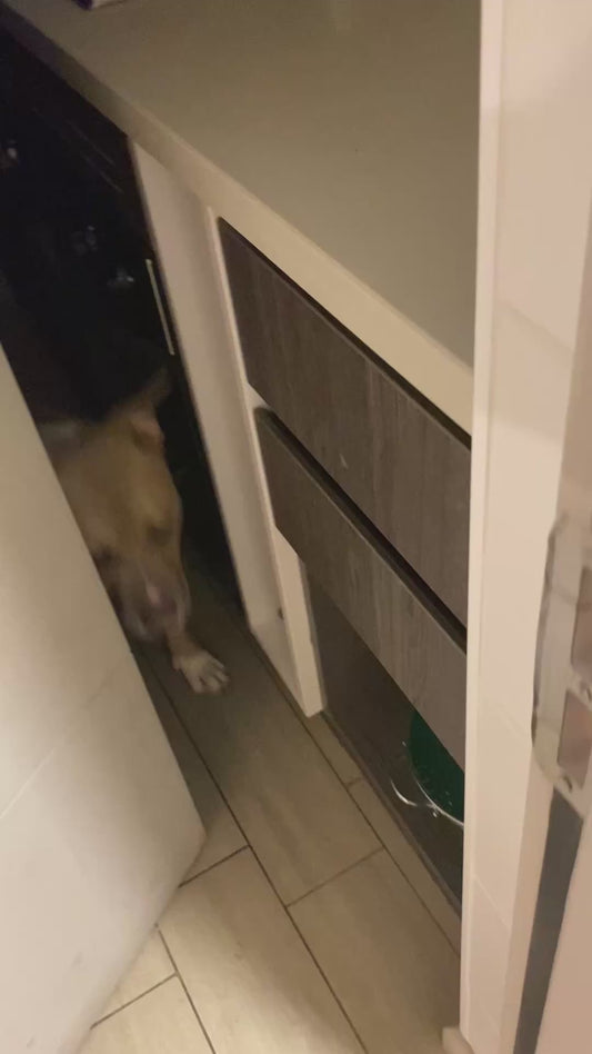 Dog Runs Away After Seeing Scary Halloween Costume