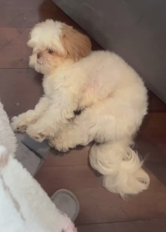 Dog Finally Relaxes After Following his Human All Day