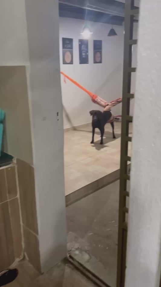 Dog Gets Tangled Up in a Hammock