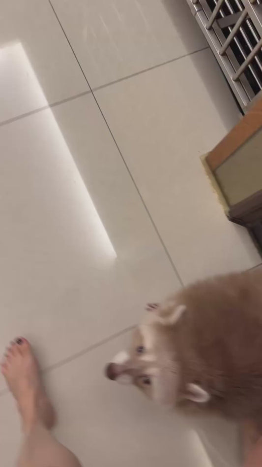 Owner Playfully Chases Pet Raccoon